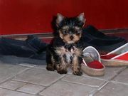 !! Beautiful Tea Cup Yorkie Puppies For Free Adoption..